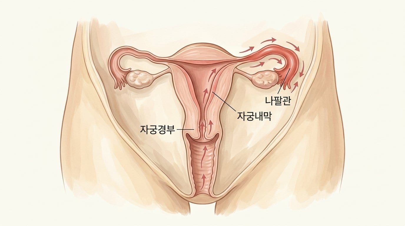 질·자궁경부의 균이 자궁내막을 지나 나팔관과 골반 안쪽까지 올라가는 골반염의 감염 경로를 그린 자료화면